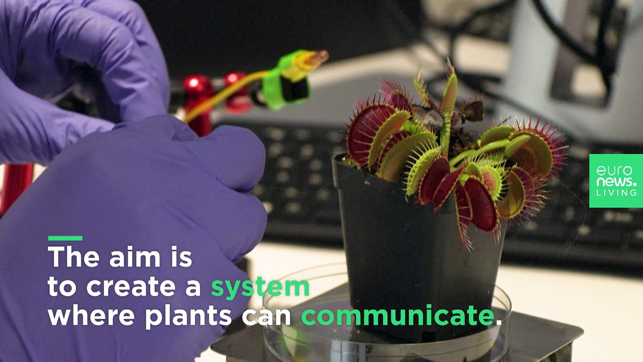 What are Singapore’s ‘robo-plants’ and are they the future of sustainable agriculture?