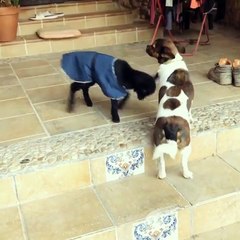 Budding Friendship Between Baby Goat and Dog