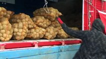 TMO,  ( Toprak Mahsulleri Ofisi ) Patates Alımlarına Başladı