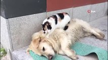 Köpeğe masaj yapan kediyi görenler şaşkınlıklarını gizleyemedi