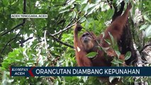 Primata Asli Gunung Leuser itu Oranghutan Sumatera, Kini diambang Kepunahan