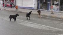 Kısıtlamalarda hayvanseverler sokak hayvanlarını unutmadı