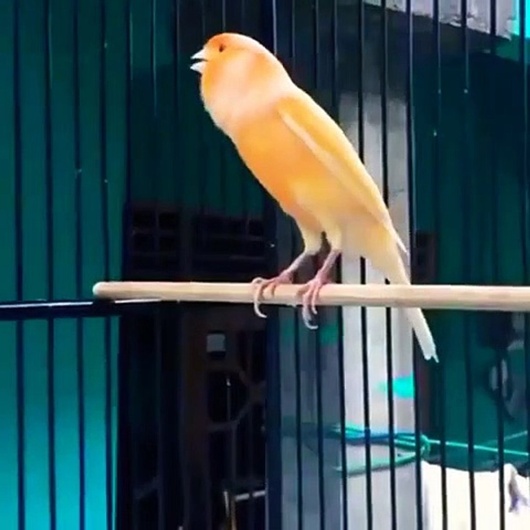 ⁣The most beautiful sound of a yellow canary bird