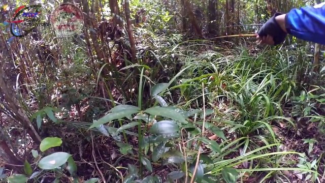 DAPAT 80 JUTA RUPIAH HANYA DENGAN RUTIN MANCING IKAN INI (Wild Betta_ Cupang) Mancing Liar Ep #39