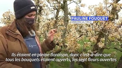 "Grillés, grillés, grillés": une jeune arboricultrice face aux dégâts du gel