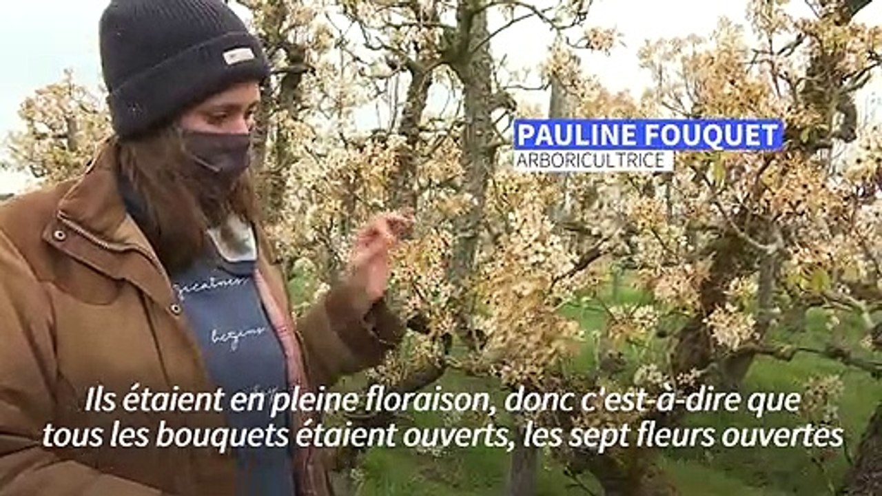"Grillés, grillés, grillés": une jeune arboricultrice face aux dégâts du gel