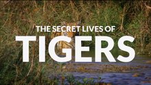 The Secret Lives of Tigers ••1of7•• The Secret Lives of Big Cats - 2020 HD