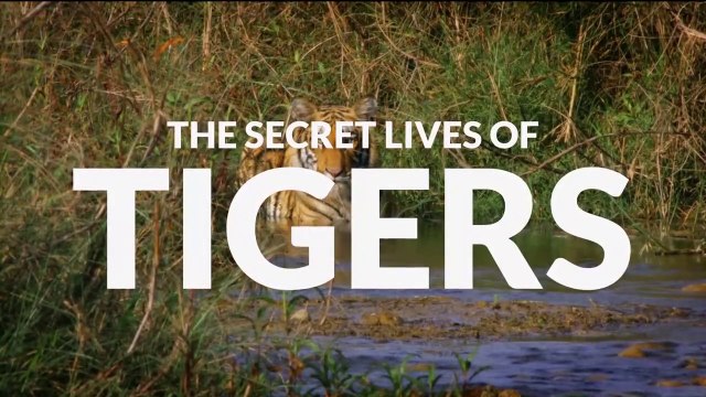 The Secret Lives of Tigers ••1of7•• The Secret Lives of Big Cats - 2020 HD