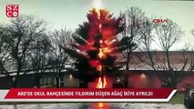 ABD'de okul bahçesinde yıldırım düşen ağaç ikiye ayrıldı