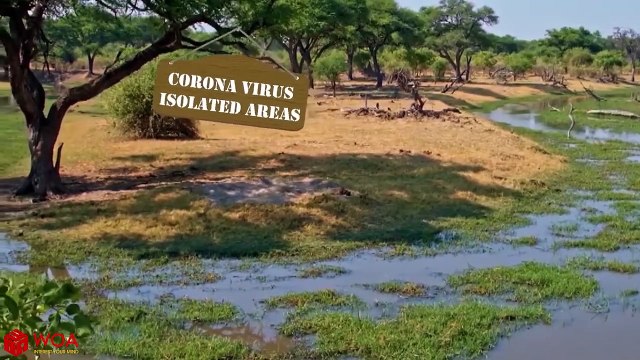 Ostrich in Battle Against Monster Car Doodles _ Funny Pet Videos 2021 _Life Funny Pets _Woa Doodland