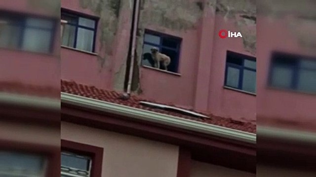 Binanın 9’uncu katındaki köpeğe seslenen vatandaş: “Ne derdin var intihar etme”
