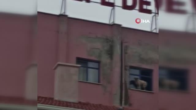 Binanın 9'uncu katındaki köpeğe seslenen vatandaş: Ne derdin var intihar etme