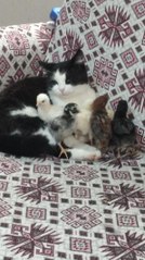 MERCAN, CİVCİVLERİN BEKÇİSİ