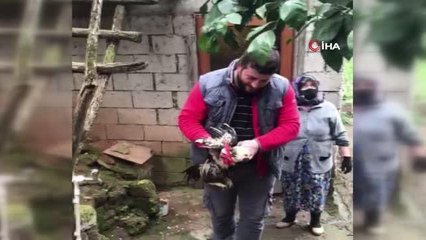 Trabzon'da "Anne" diye bağıran horoz kesilmekten kurtuldu