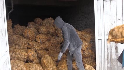 Son dakika haberi | Cumhurbaşkanı Erdoğan'ın müjdesinin ardından depodaki patatesini TMO'ya satan çiftçiler mutlu