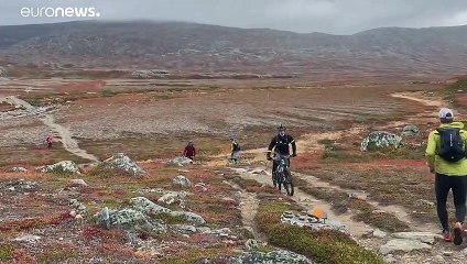 Туристы в Швеции мешают жить оленям