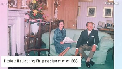 Elizabeth II en deuil : l'épouse du prince Philip se console avec deux jeunes compagnons