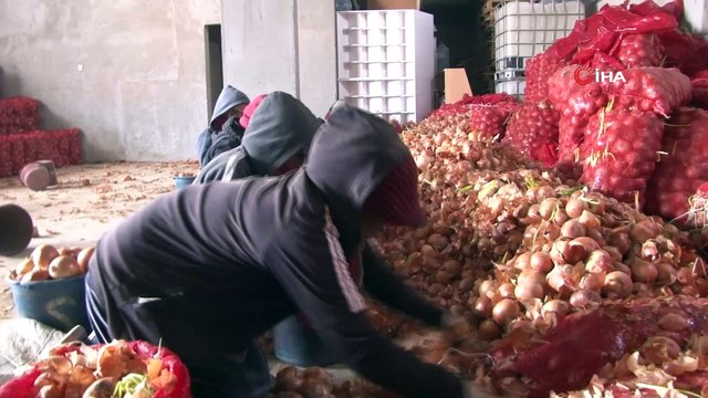 Çiftçiden alınan soğan ücretsiz olarak ihtiyaç sahiplerine dağıtılacak