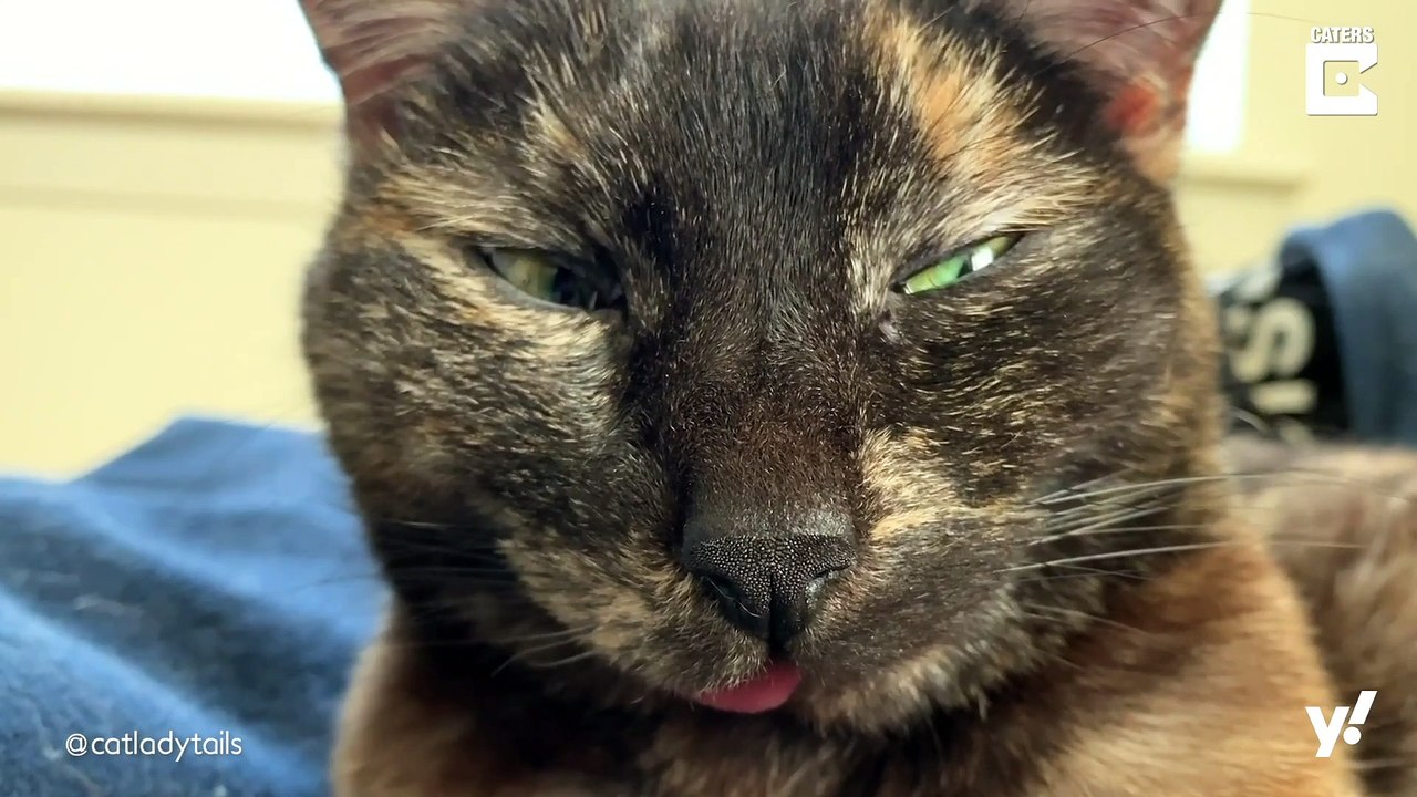 Hier kommt Gremlin! – Der neue Internet-Katzenstar