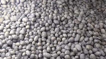 Patates alımı yapılan çiftçiler, Cumhurbaşkanı Erdoğan'a teşekkür etti