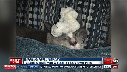 23ABC's pets on National Pet Day