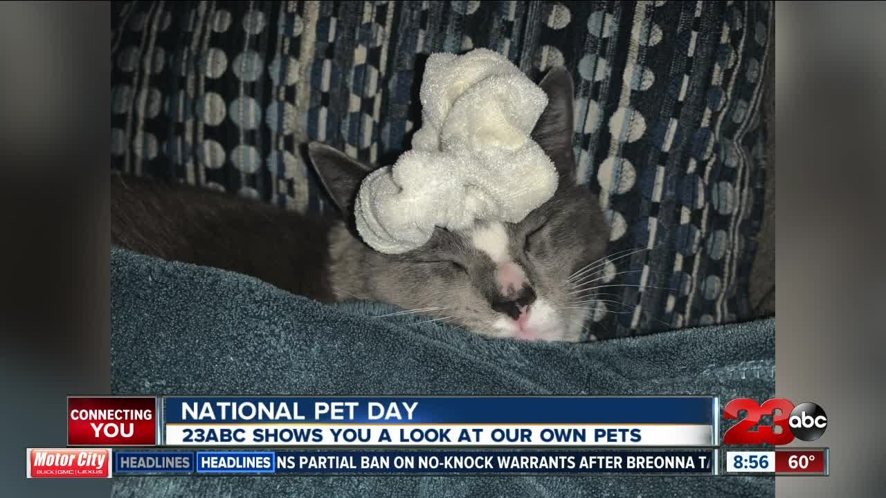 23ABC's pets on National Pet Day