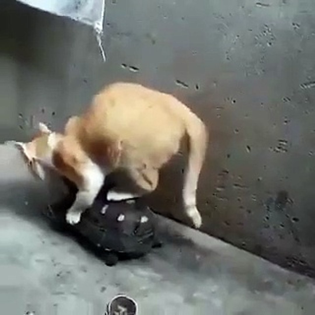 Best videos, Top videos, Viral videos Funny videos no. 84