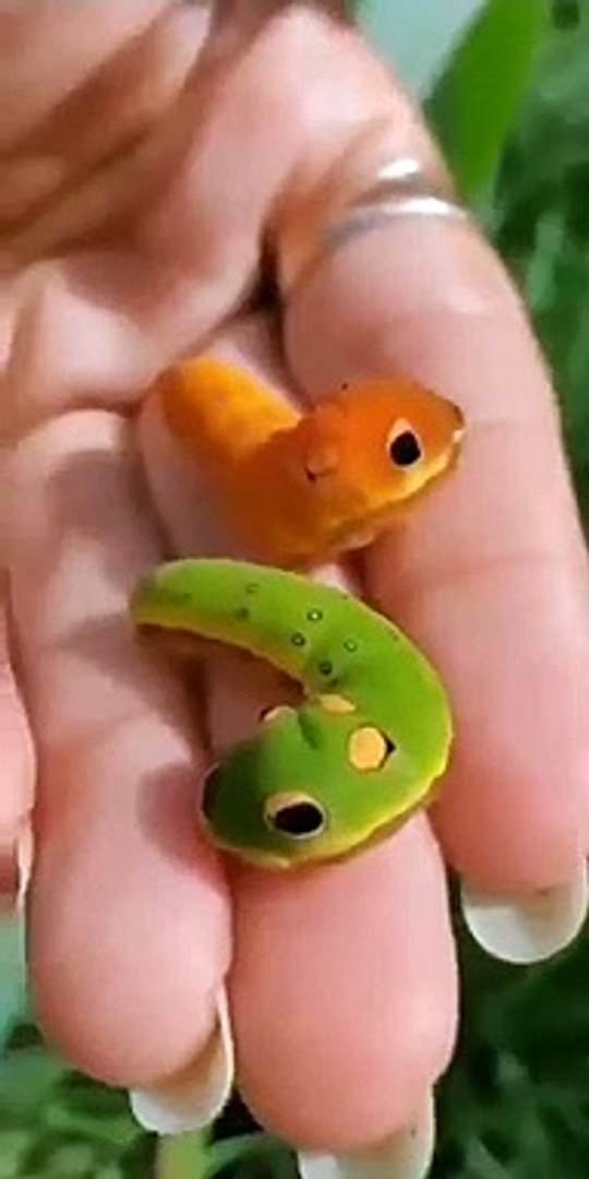 Best videos, Top videos, Viral videos Funny videos no. 85