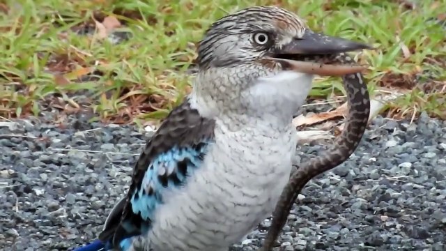 Cet oiseau Kookaburra engloutit un gros serpent... Miam