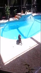 下载视频: Il fait une petite blague à son chat au bord de la piscine