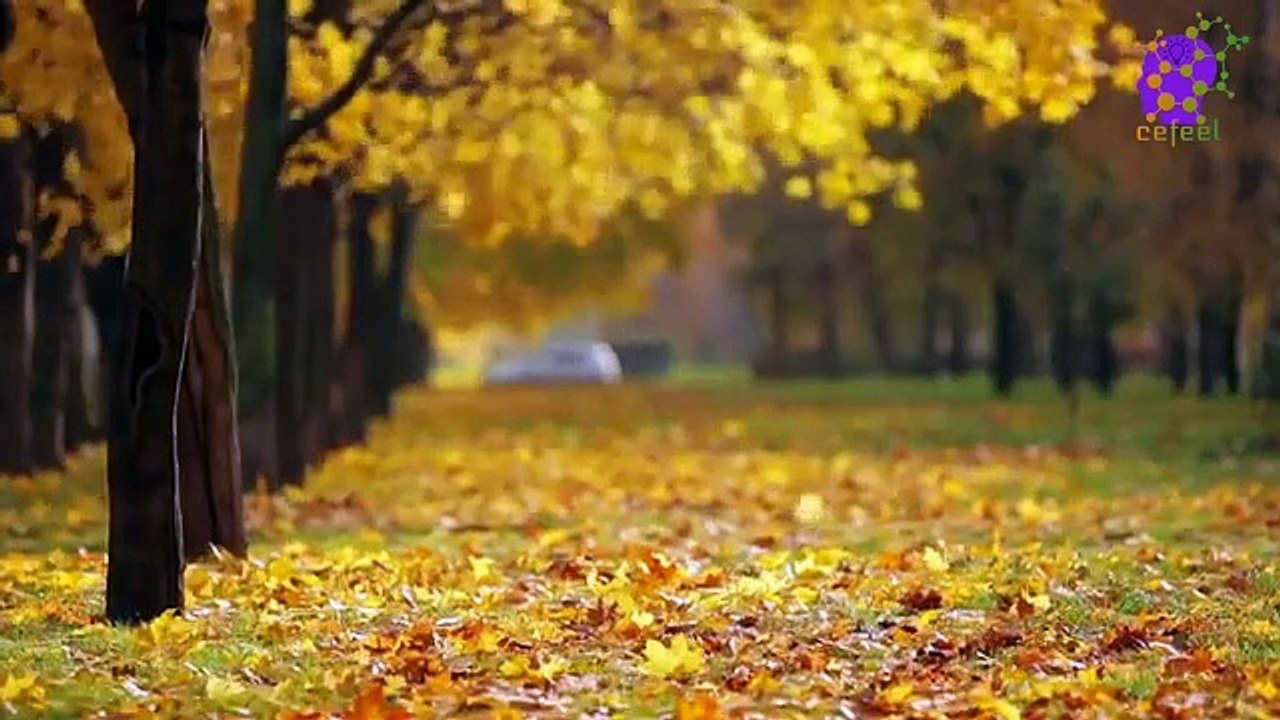 15 Minute Deep Relaxation Music | Music for Stress Relief | Peaceful Music | Calming Soothing Music