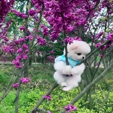 Mini Pomeranian Funny and Cute Pomeranian Videos _ Funny Puppy Videos 2020