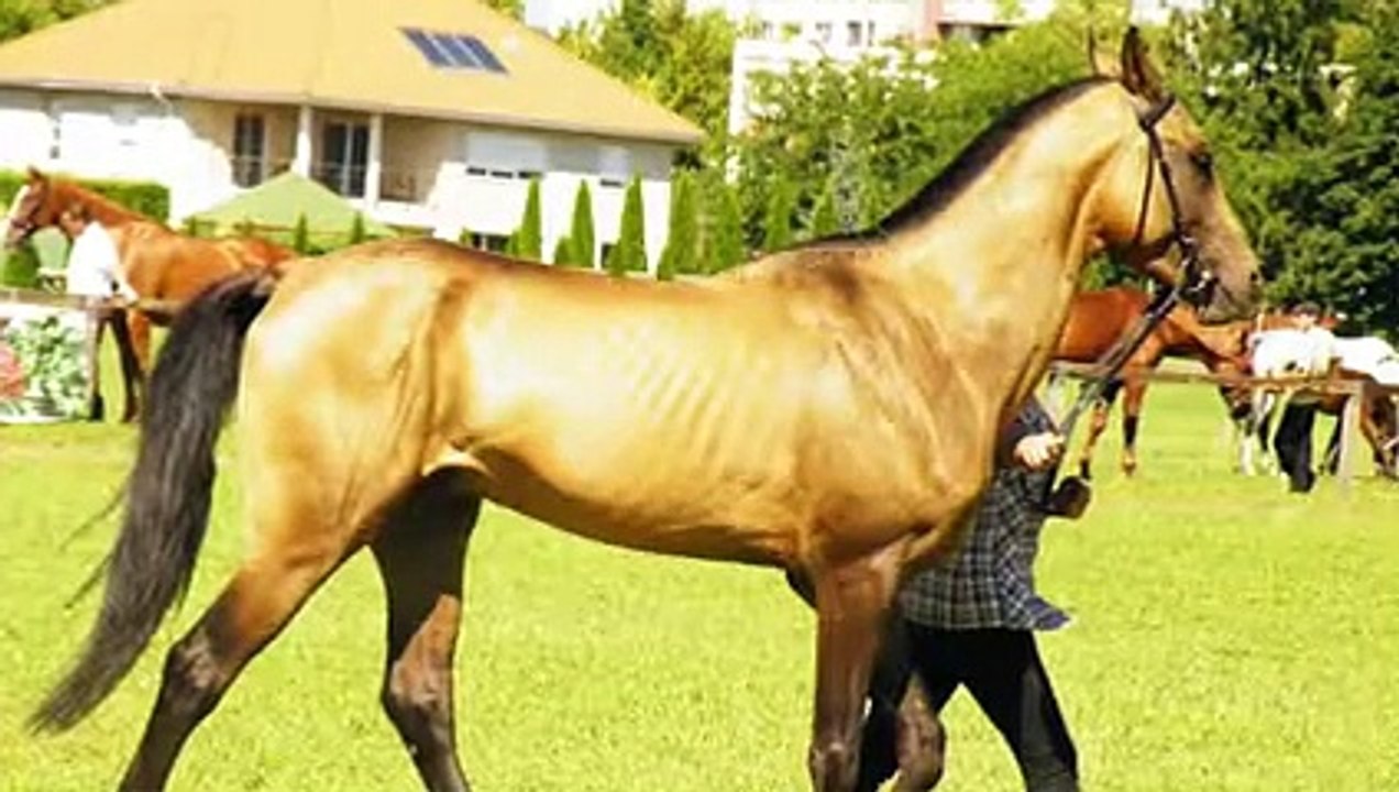 10 Horse Breeds You Will Not Believe Exist 2021 video Dailymotion
