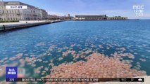 [이 시각 세계] 이탈리아, 대규모 해파리 떼 출현… 