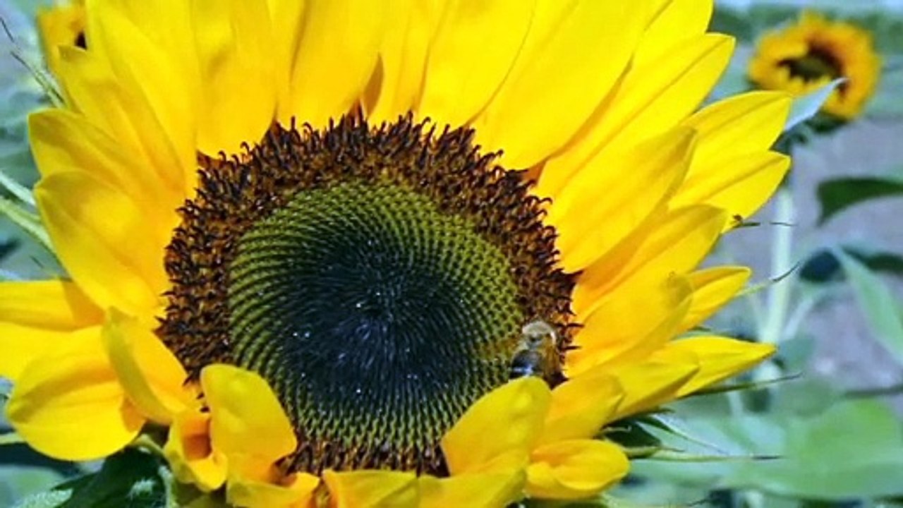 Sunflowers