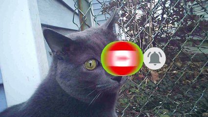 Job enjoying the back yard l Cats and animals l Powerdirector 18