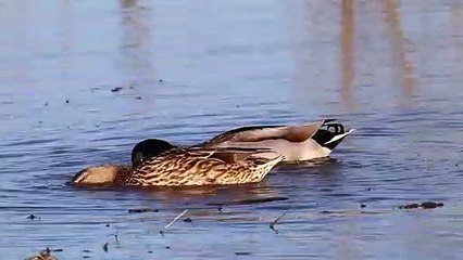 A pair of Mallard ducks in the Missouri River in West Alton, Missouri