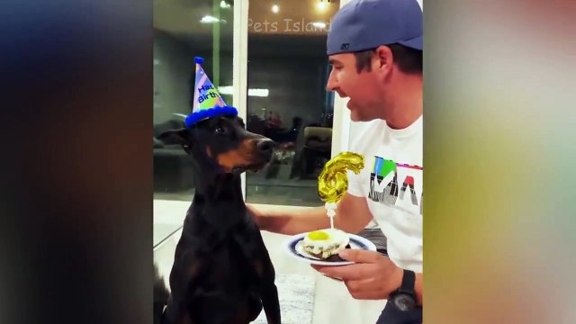 Funny Dog And Cat Reaction To Cutting Cake Video Compilation | Pets Island
