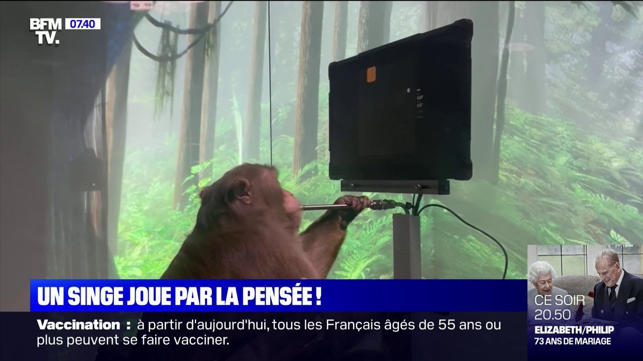 Ce singe joue à Pong grâce à un implant cérébral d'Elon Musk