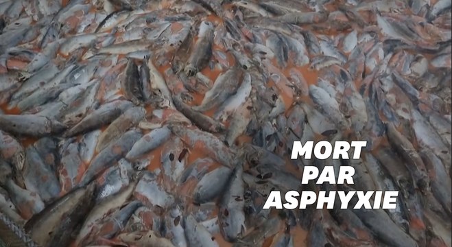 Au Chili, des algues tueuses asphyxient plus de 4000 tonnes de saumons