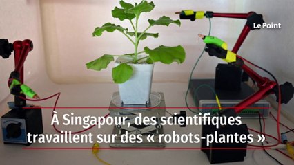À Singapour, des scientifiques travaillent sur des « robots-plantes »