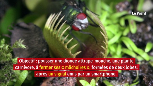 À Singapour, des scientifiques travaillent sur des « robots-plantes »