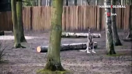 İlk adımlarını atıp annesinin kesesine dönen yavru kanguru ilgi odağı oldu
