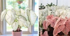 Découvrez la Moonlight Caladium, une plante aux grandes feuilles blanches