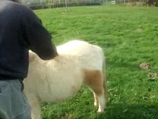 chien fou sur poney sauvage