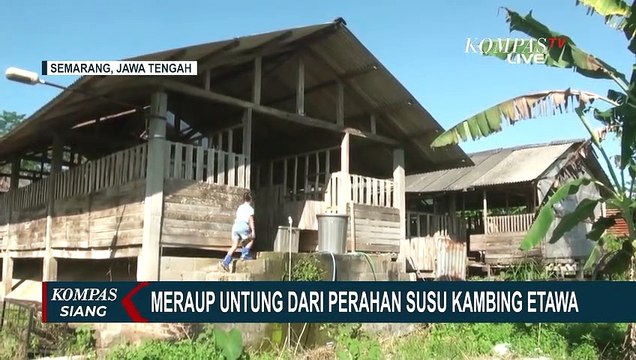 Raup Untung dari Perahan Susu Kambing Etawa