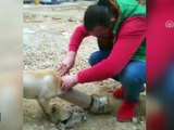 Başı boruya sıkışan köpeği şantiye çalışanları böyle kurtardı