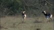Peeing and nervous Blackbuck or Kala hiran antelope pair in Zizyphus grassland