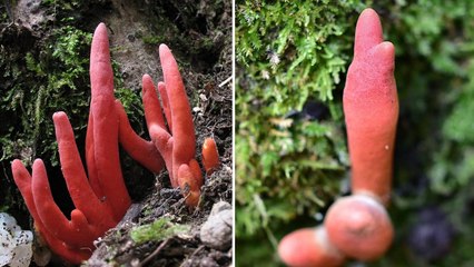 वो जहरीला मशरूम, जिसे खाते ही शरीर के सारे अंग हो सकते हैं फेल! इस नाम से जानती है दुनिया