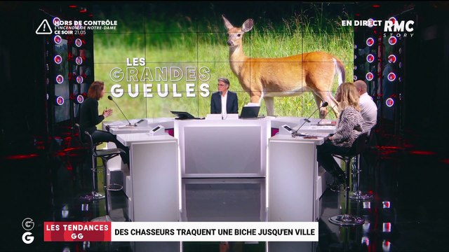 Les tendances GG: Des chasseurs traquent une biche jusqu'en ville - 12/04